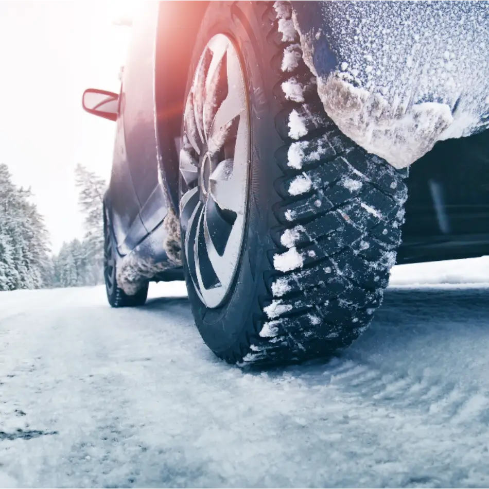 Winterpflege | Frostschutz.